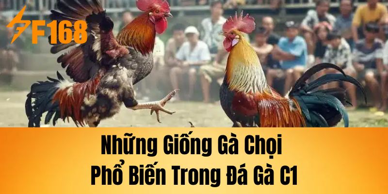 Những giống gà chọi phổ biến trong đá gà C1