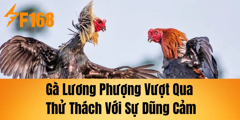 Gà Lương Phượng – Vượt qua thử thách với sự dũng cảm