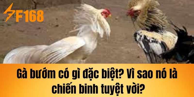 Gà bướm có gì đặc biệt? Vì sao nó là chiến binh tuyệt vời?