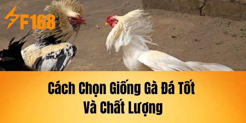 Cách Chọn Giống Gà Đá Tốt Và Chất Lượng