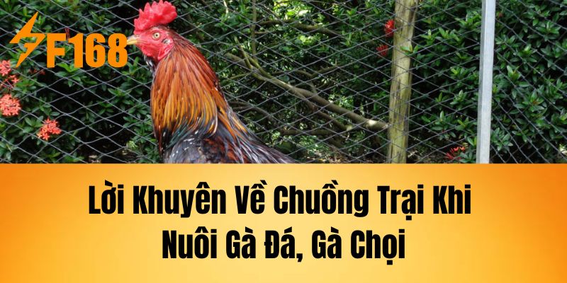 Lời Khuyên Về Chuồng Trại Khi Nuôi Gà Đá, Gà Chọi