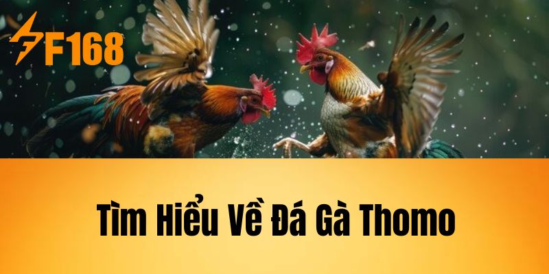 Tìm Hiểu Về Đá Gà Thomo